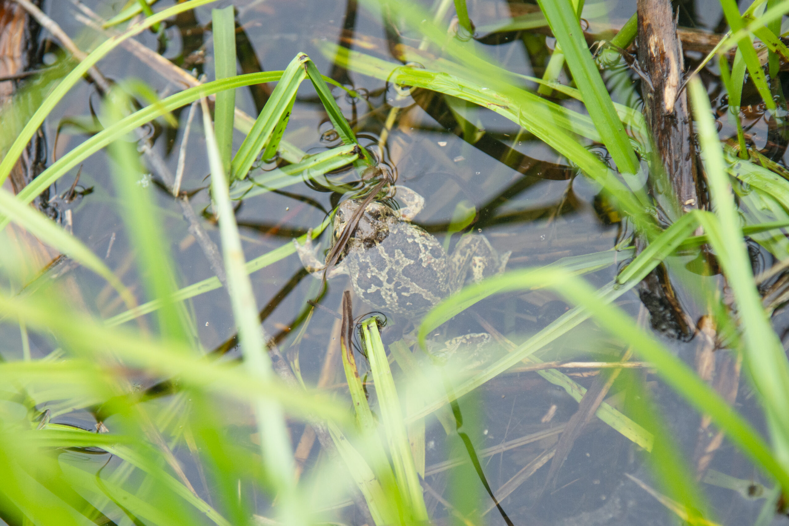Knoblauchkröte mit gefleckter Haut im Wasser zwischen Pflanzen
