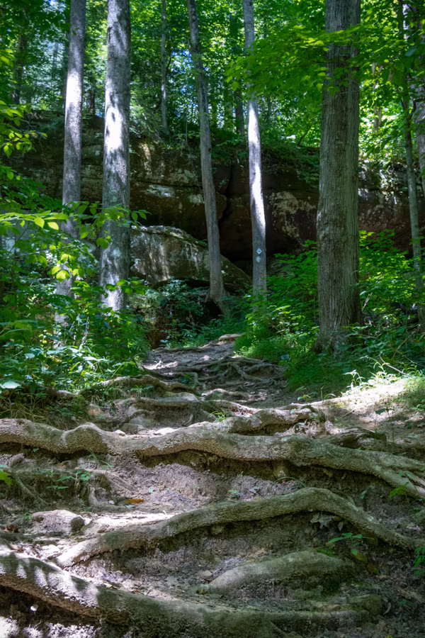 Naturkundliche Wanderung auf den Distelberg
